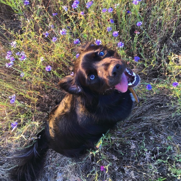 Meet your Posher, Drucilla - Picture 4 of 4